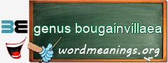 WordMeaning blackboard for genus bougainvillaea